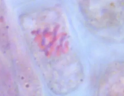 Gambar 2: Kromosom Jeruk Siam Pontianak Colchiploid  (S1M3)