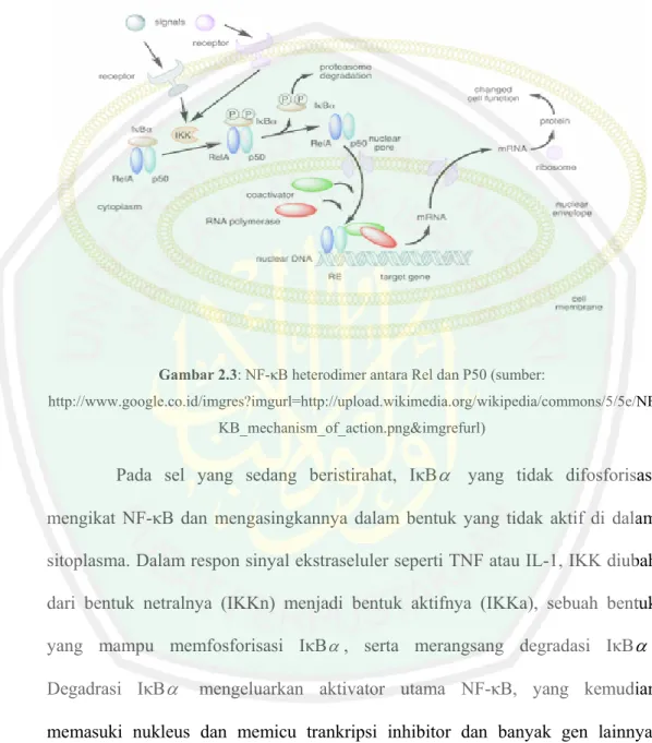 Gambar 2.3: NF-κB heterodimer antara Rel dan P50 (sumber: 
