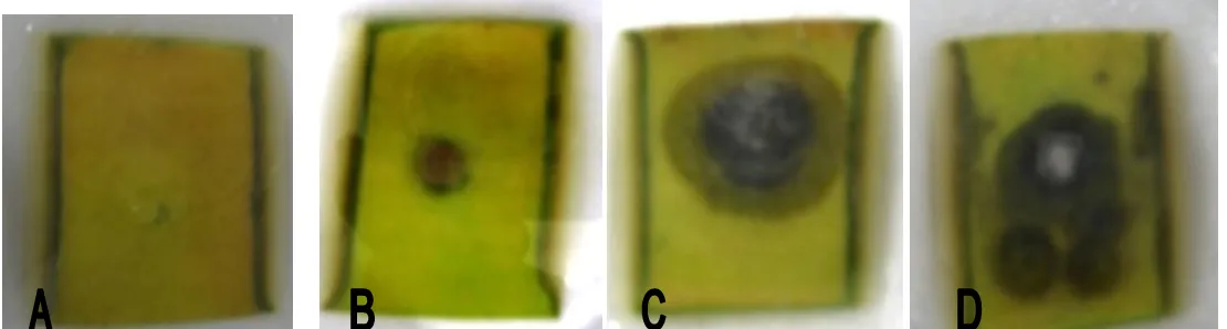 Gambar 2.  Daun P. amabilis  terinfeksi Fusarium  spp. pada hari ke-5 setelah inokulasi