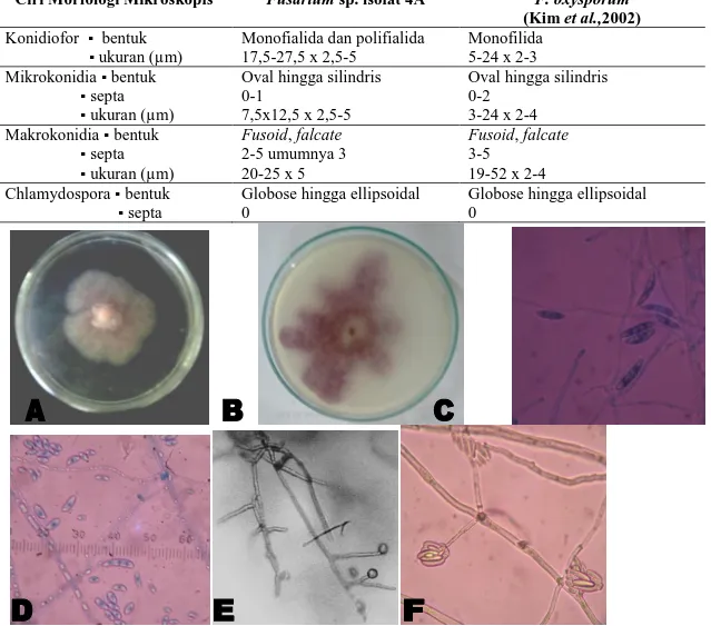 Tabel 3. Perbandingan Ciri Morfologi Mikroskopis  Fusarium sp.  Isolat 4A dengan  F.  oxysporum menurut Kim et al (2002) 