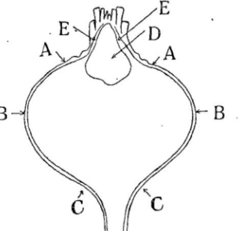 Abb. 14. Querschnitt durch eine ausgewachsene  Kohlräbe: AA) Grenze zwischen ersten  Inter-nodien und Hypokotylteil; BB ) breitester Teit  der Kohlriibe, der ala Grenze zwischen dem  Hypo-kotyl- und dem Wurzelleil zu betrachten ist; CC )  Grenze, bis • an 