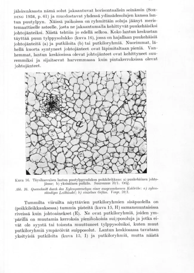 Abb. 16. Querschnitt durch das Xylemparenchym einer ausgewaehsenen Kohlrilhe: a) xylem- xylem-stäntliges Leitbiindel; b) einzelnes Gefäss
