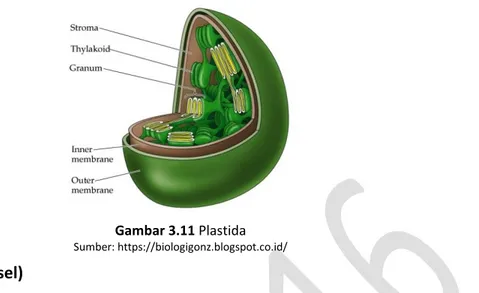 Gambar 3.12 Mikrotubulus 