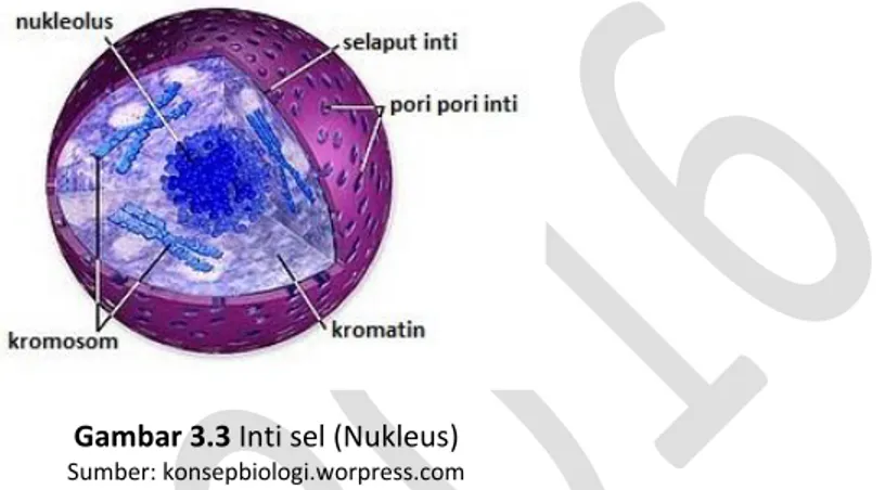 Gambar 3.3 Inti sel (Nukleus) 