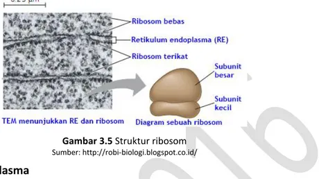 Gambar 3.5 Struktur ribosom 