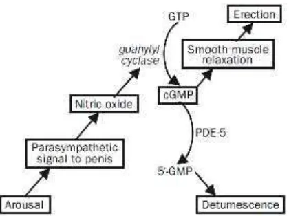 Gambar 5Mekanisme molekuler ereksi penis. Nitric oxide dilepaskan dari terminal