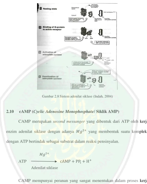 Gambar 2.8 Sistem adenilat siklase (Indah, 2004) 