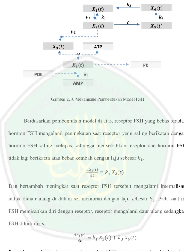 Gambar 2.10 Mekanisme Pembentukan Model FSH 