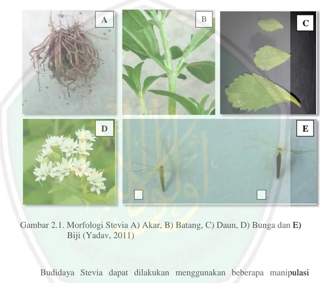 Gambar 2.1. Morfologi Stevia A) Akar, B) Batang, C) Daun, D) Bunga dan E)  Biji (Yadav, 2011) 