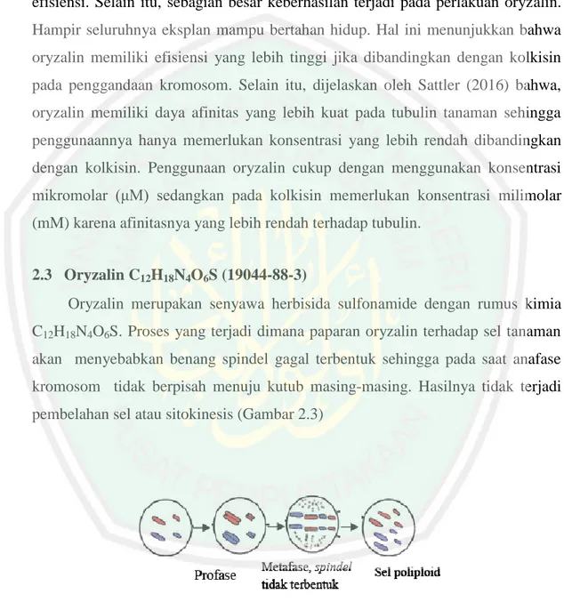 Gambar 2.2. Proses pembentukan sel yang bersifat poliploidi sesudah  terinduksi senyawa antimitotik (Sinta, 2017) 