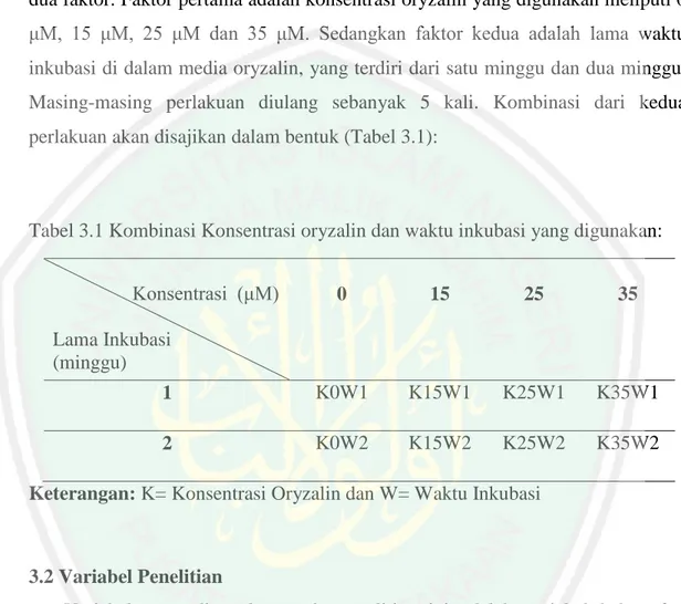 Tabel 3.1 Kombinasi Konsentrasi oryzalin dan waktu inkubasi yang digunakan: 