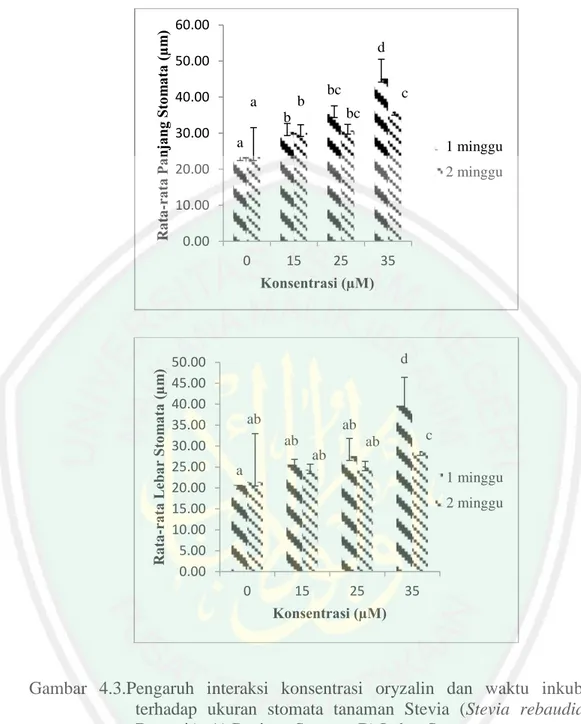 Gambar  4.3.Pengaruh  interaksi  konsentrasi  oryzalin  dan  waktu  inkubasi  terhadap  ukuran  stomata  tanaman  Stevia  (Stevia  rebaudiana  Bertoni.)