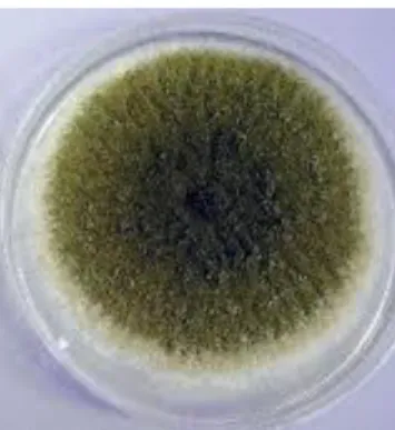 Gambar 1. Koloni Aspergillus flavus  (Indrawati, 2006) 