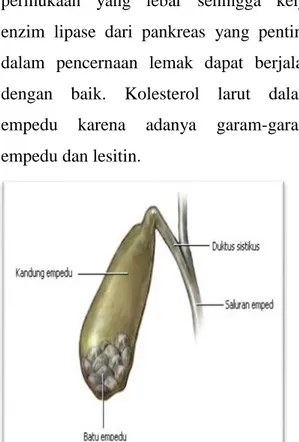 Gambar 1. Bagian-bagian empedu 