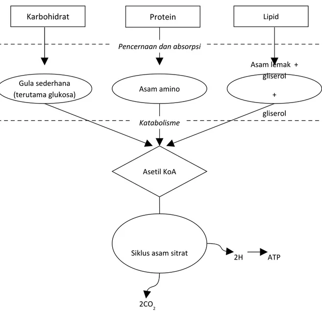 Ilustrasi skematis dari lintasan metabolik dasar 