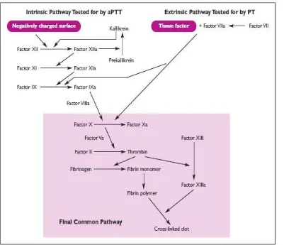 Gambar 5. A model of the classic extrinsic and intrinsiccoagulation pathways Dikutip dari: Hoffman M