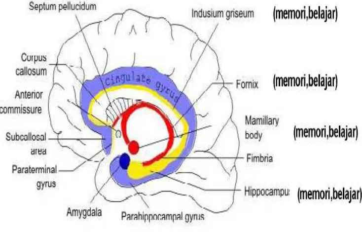 Gambar 1. Sistem Limbik    Dikutip dari Hesselink J.R. The temporal lobe and lymbic system
