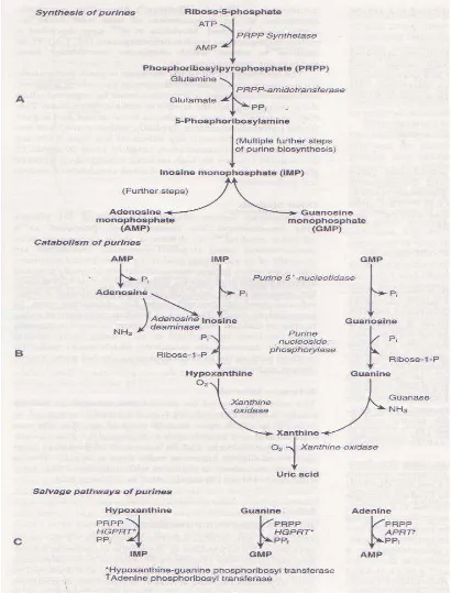 Gambar 2.2  Metabolisme dari purin.31,32 