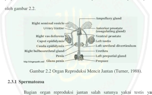 Gambar 2.2 Organ Reproduksi Mencit Jantan (Turner, 1988). 