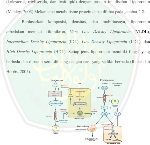 Gambar 2.2 Metabolisme lipoprotein (Todar, 2008) 