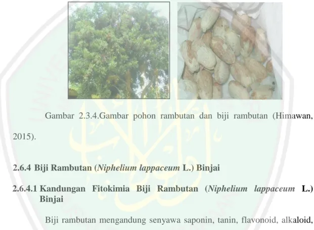 Gambar  2.3.4.Gambar  pohon  rambutan  dan  biji  rambutan  (Himawan,  2015). 