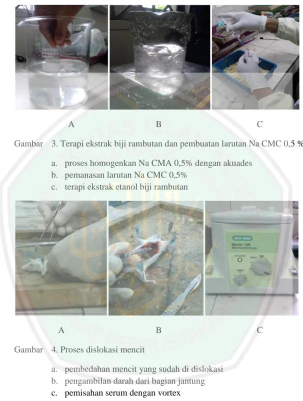Gambar  3. Terapi ekstrak biji rambutan dan pembuatan larutan Na CMC 0,5 %  a.  proses homogenkan Na CMA 0,5% dengan akuades 