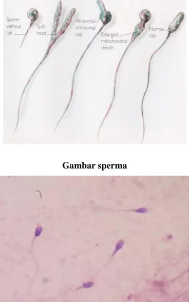 Gambar sperma 