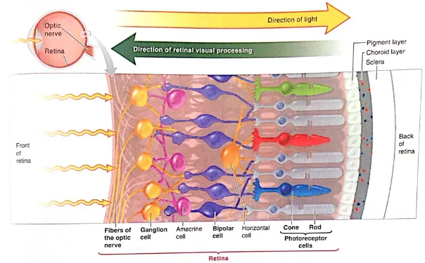 Gambar 1. Lapisan-lapisan sel pada retina. 1