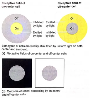 Gambar  3.  Perangsangan  sel  on-center 