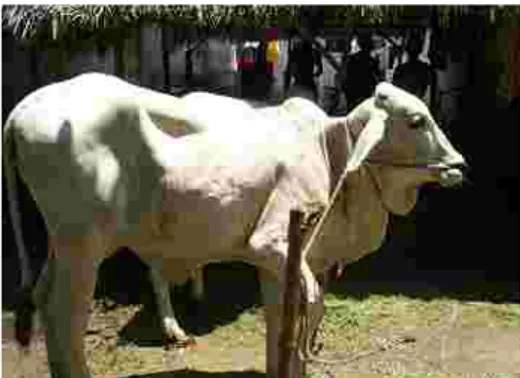 Gambar 4. Skor kondisi tubuh pada sapi induk PO