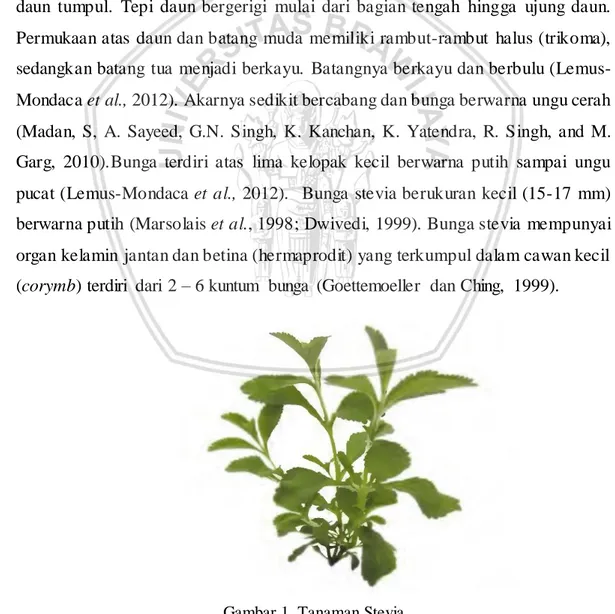 Gambar 1. Tanaman Stevia  (Sumber: Lemos-Mondaca et al., 2012) 