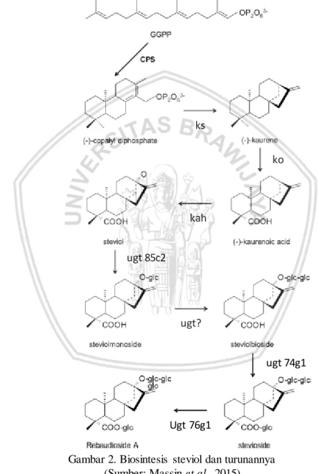 Gambar 2. Biosintesis  steviol dan turunannya  (Sumber: Massin et al., 2015) 
