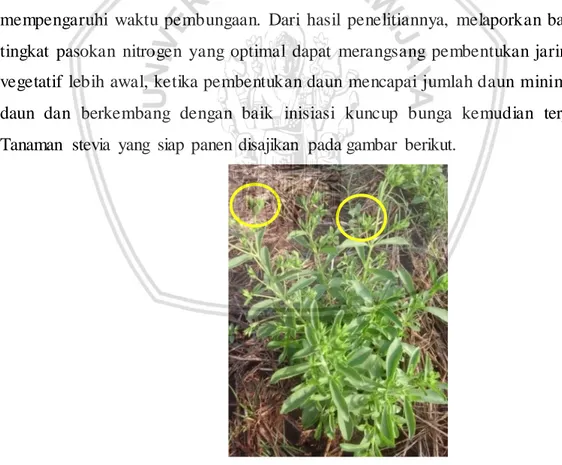 Gambar 4. Tanaman stevia siap panen yang ditandai dengan munculnya  kuncup bunga (lingkar  kuning) 
