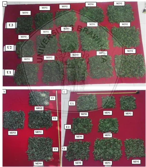 Gambar 5. Hasil pangkasan stevia dari panen ke-3: (a) panen pada 75 HST, (b) panen  pada 77 HST, (c) panen pada 79 HST
