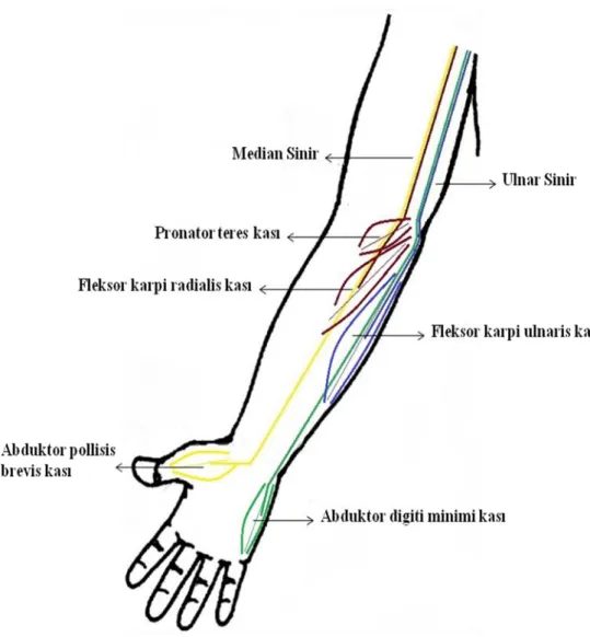 Şekil 3: Median sinir, ulnar sinir ve çalışmada kullanılan kaslar