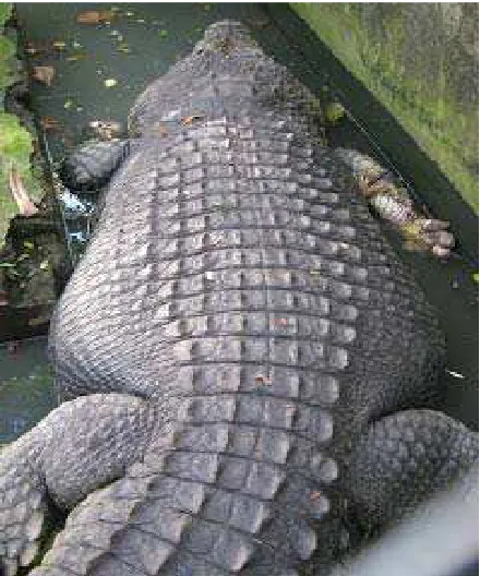 Gambar 4.5  Huge Size 