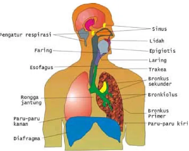 Gambar : Anatomi Paru 
