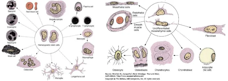 Gambar 2.2. Liniasi sel-sel jaringan ikat. Bagan ini menampilkan liniasi sel-sel jaringan ikat termasuk sel-sel yang berasal dari sel-sel mesenkim embrionik yang multipotensial dan sel-sel stem hematopoeitik dari sumsum tulang