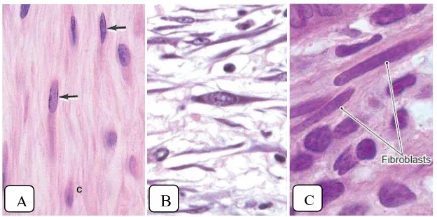 Gambar 2.3. Asal muasal sel-sel jaringan ikat. Bagan sebelah kiri menunjukkan sel-sel yang berasal dari sel-sel mesenkimal yang tidak berdifferensiasi