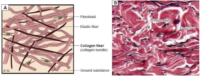 Gambar 2.5.  Serabut kolagen pada loose connective tissue.35