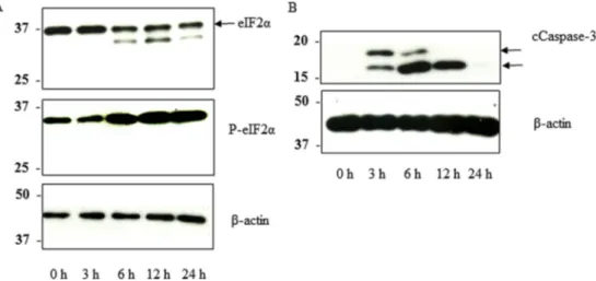 Fig. 4. Toxicity and anti-MM effects of GTN024 in the in vivo model. (A) ICR mice were treated with 10, 20, or 40 mg/kg of GTN024 for three consecutive days (days 1e3)