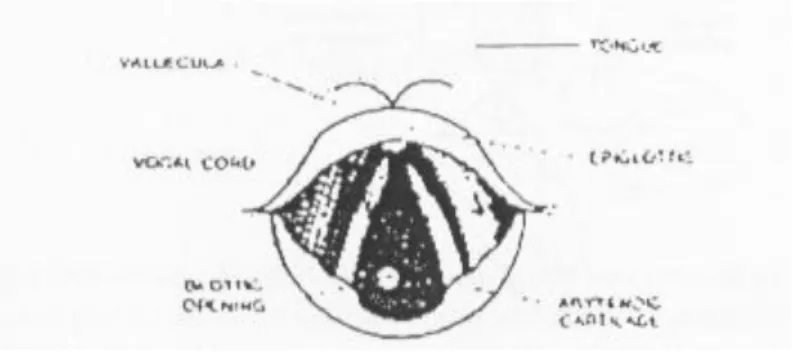 Gambar 7. Tampilan liang glottis melalui laringoskop  c.  Penekanan  di  daerah  laring  akan  memperlihatkan  glottis, 