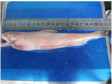 Gambar 2. ikan Nomei (harpadon nehereus). 