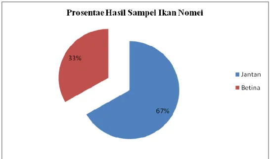 Gambar 3. Perbandingan sampel ikan Nomei berdasarkan jenis kelamin A. Aspek  biopopulasi  ikan  Nomei 