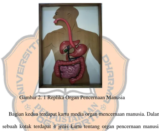 Gambar 2. 1 Replika Organ Pencernaan Manusia 