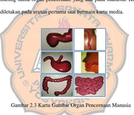 Gambar 2.3 Kartu Gambar Organ Pencernaan Manusia 