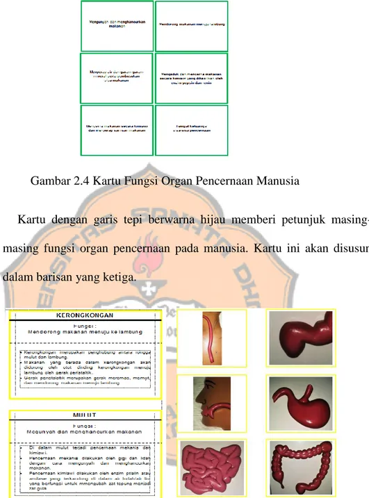 Gambar 2.4 Kartu Fungsi Organ Pencernaan Manusia 