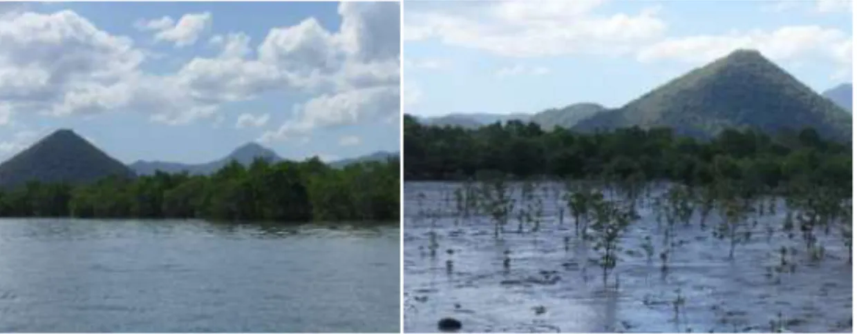 Gambar 2. Vegetasi mangrove yang padat di stasiun Jambu 