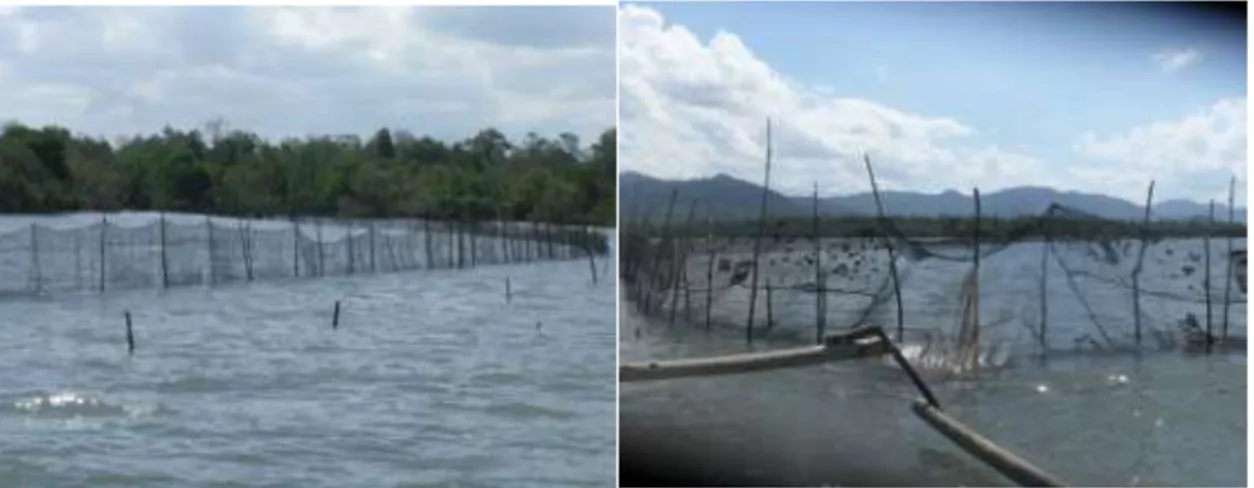 Gambar 5. Jaring perangkap ikan di sekitar mangrove stasiun Mbawi  Kondisi  vegetasi  mangrove  di  stasiun  Mbawi  relatif  hampir  sama  dengan  di  stasiun  Jambu
