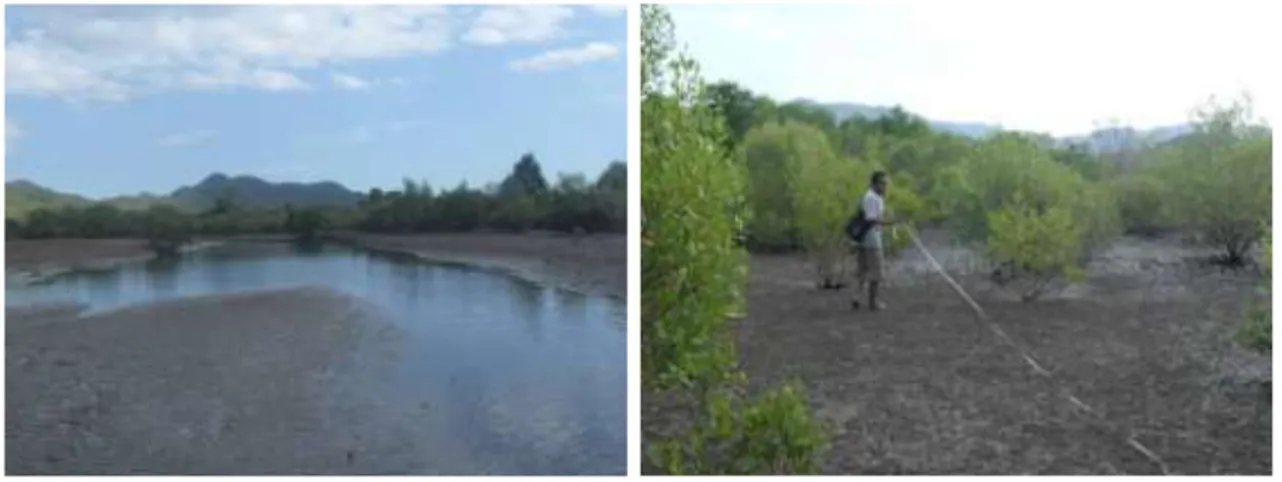 Gambar 7. Vegetasi mangrove di stasiun Lara 